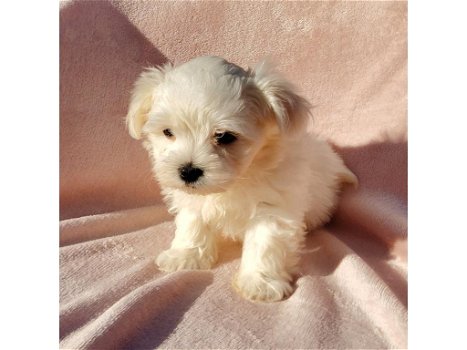 Mooie Kc Reg Maltese puppy's te koop - 0