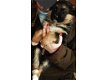 GSD-puppy's, 1 zeer grote jongen - 0 - Thumbnail