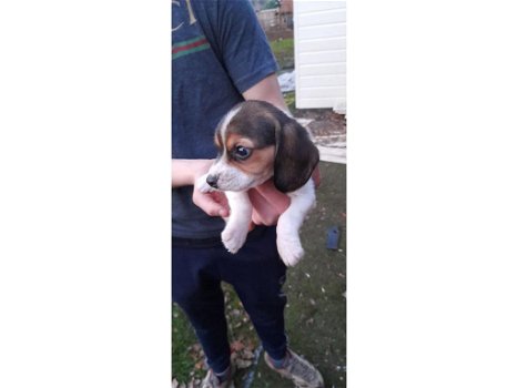 Mooie beagle pups te koop - 0