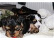 YORKSHIRE / BIEWER TERRIERS TE KOOP - 0 - Thumbnail