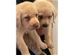 Labrador Golden retriever te koop - 0 - Thumbnail