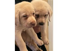 Labrador Golden retriever te koop