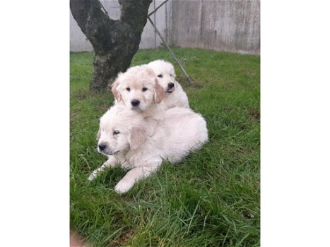 Verbluffende golden retrievers met volledige stamboom - 0