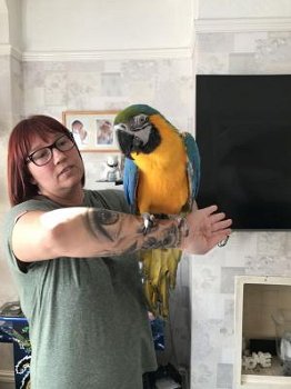 Blauw en Goud ara papegaaien mannetje en vrouwtje Beschikbaar - 0