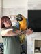 Blauw en Goud ara papegaaien mannetje en vrouwtje Beschikbaar - 0 - Thumbnail
