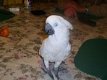 Zoete mannelijke en vrouwelijke Cockatoo-papegaaien - 0 - Thumbnail