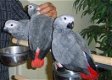 Leuk uitziende Afrikaanse Grijze Papegaaien Beschikbaar - 0 - Thumbnail