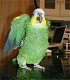 Amazone papegaaien - 0 - Thumbnail