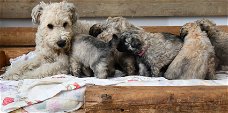 Zeldzaam, lief, blond Bouvier-puppy, Bouvier de Flandres-puppy,pupp,Teef