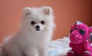 Mini pomeranian bear boo type mogen verhuizen - 0 - Thumbnail