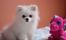 Mini pomeranian bear boo type mogen verhuizen