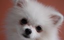 Mini pomeranian bear boo type mogen verhuizen - 2 - Thumbnail