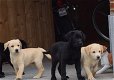 zwarte en gele labrador pups - 0 - Thumbnail
