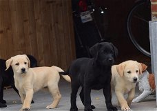 zwarte en gele labrador pups