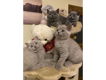 Verbluffende Britse korthaar kittens - 0 - Thumbnail