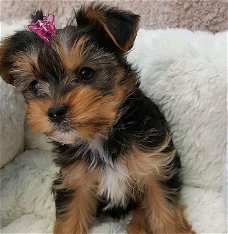 Prachtige mannelijke hond van de Yorkshire Terrier