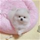 Pomeranian puppies for sale - 0 - Thumbnail