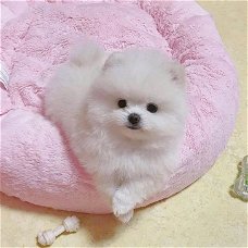 Pomeranian puppies for sale