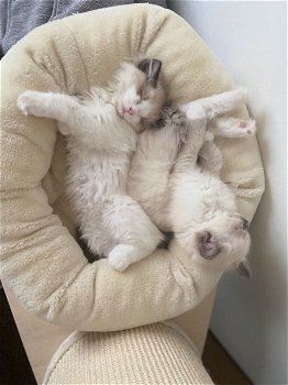 Schitterende kleine Ragdolls-kittens - 0