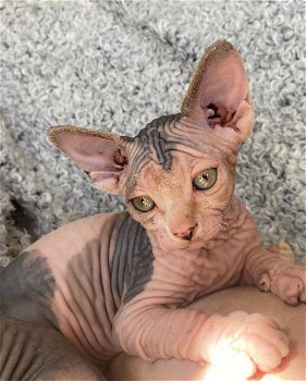 Mooie Sphynx Kittens - 0