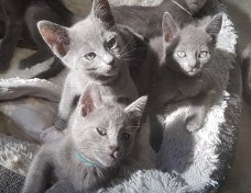 Mooie Russische Blauwe Kittens met volledige stamboom