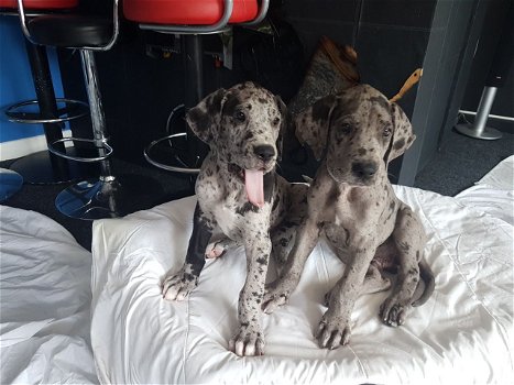 Akc Great Dane Puppies te koop - 0