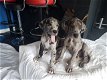 Akc Great Dane Puppies te koop - 0 - Thumbnail