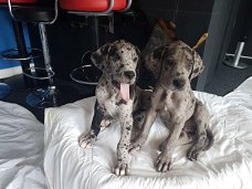 Akc Great Dane Puppies te koop