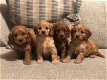 Lieve puppy's van Cavapoo beschikbaar - 0 - Thumbnail