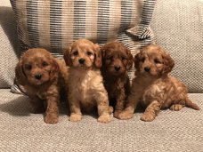 Lieve puppy's van Cavapoo beschikbaar