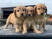 Goldendoodle pup - 0 - Thumbnail