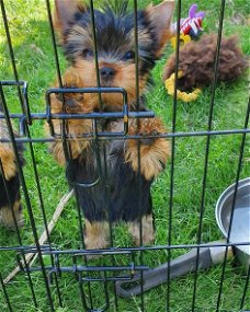 Schattige theekopje Yorkie Puppies te koop