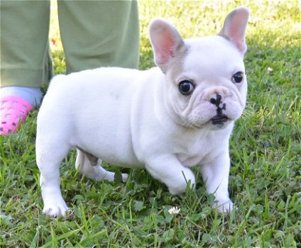 Franse bulldog - 1