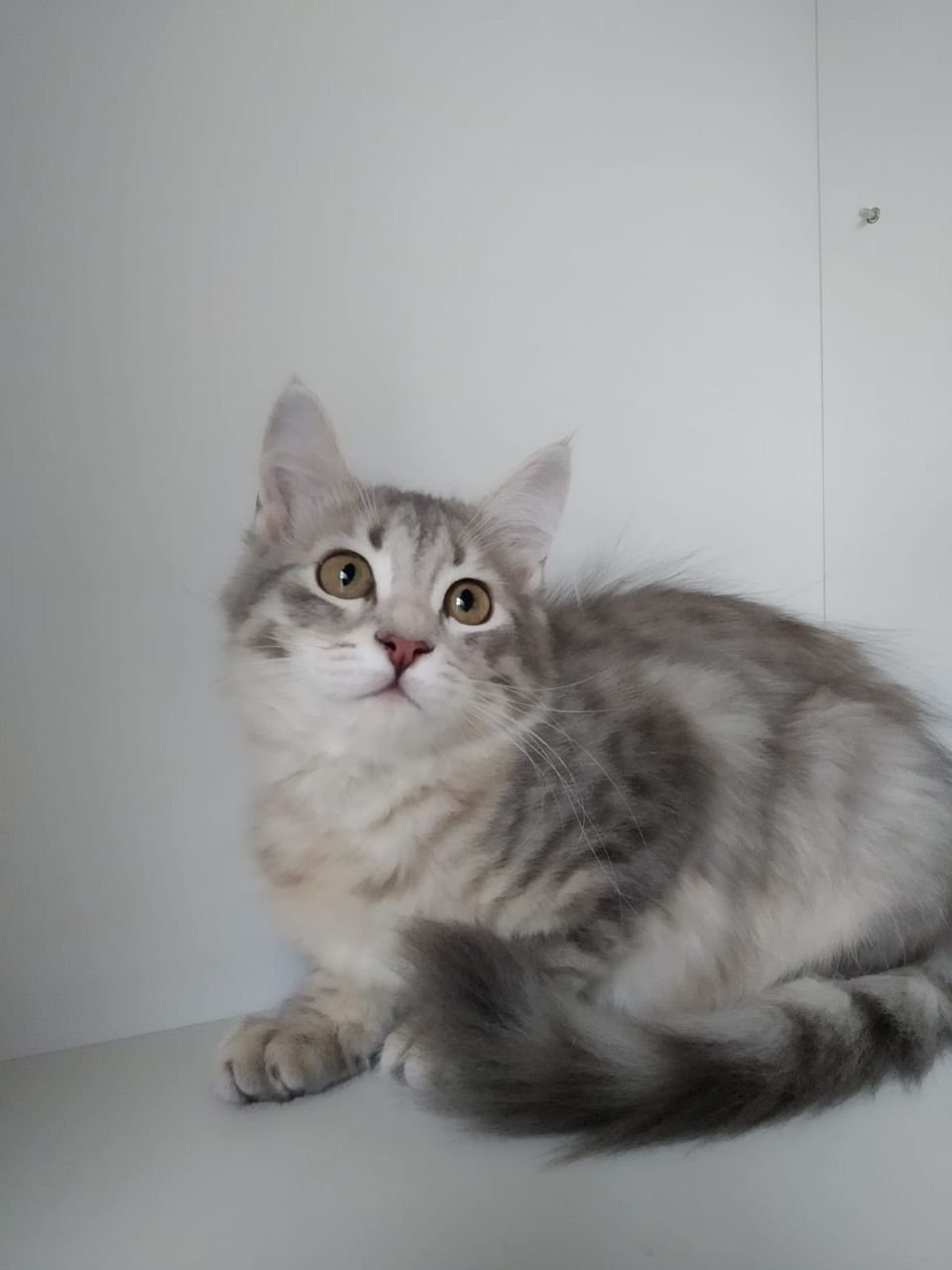 Schattige Siberische Kittens - nr. 1