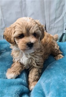 Mooie Maltipoo-puppy's