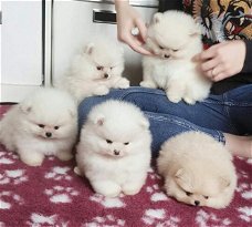 Mooie Pommeren puppy's