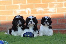 Lieve mannelijke en vrouwelijke Shih Tzu-puppy's