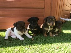 Mooie Jack Russell Terrier-puppy's