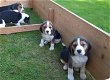 Mooie Beagle-puppy's - 0 - Thumbnail