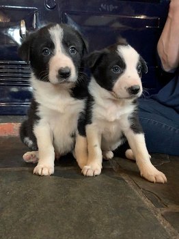 Geweldige Border Collie-puppy's. - 0