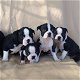 Mooie Boston Terriers - 0 - Thumbnail
