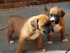Mooie Boxer Pups