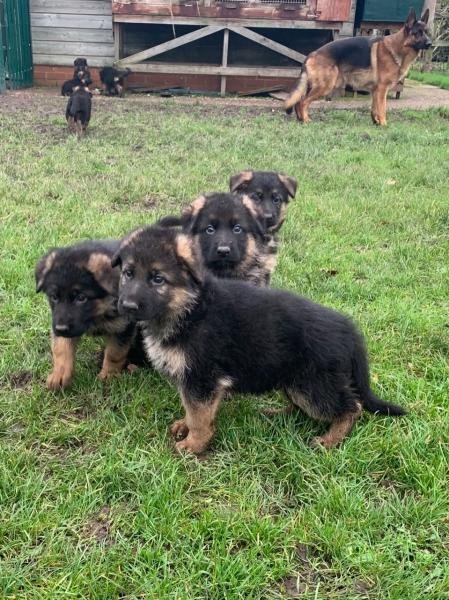 Schattige Duitse herder pups - nr. 1