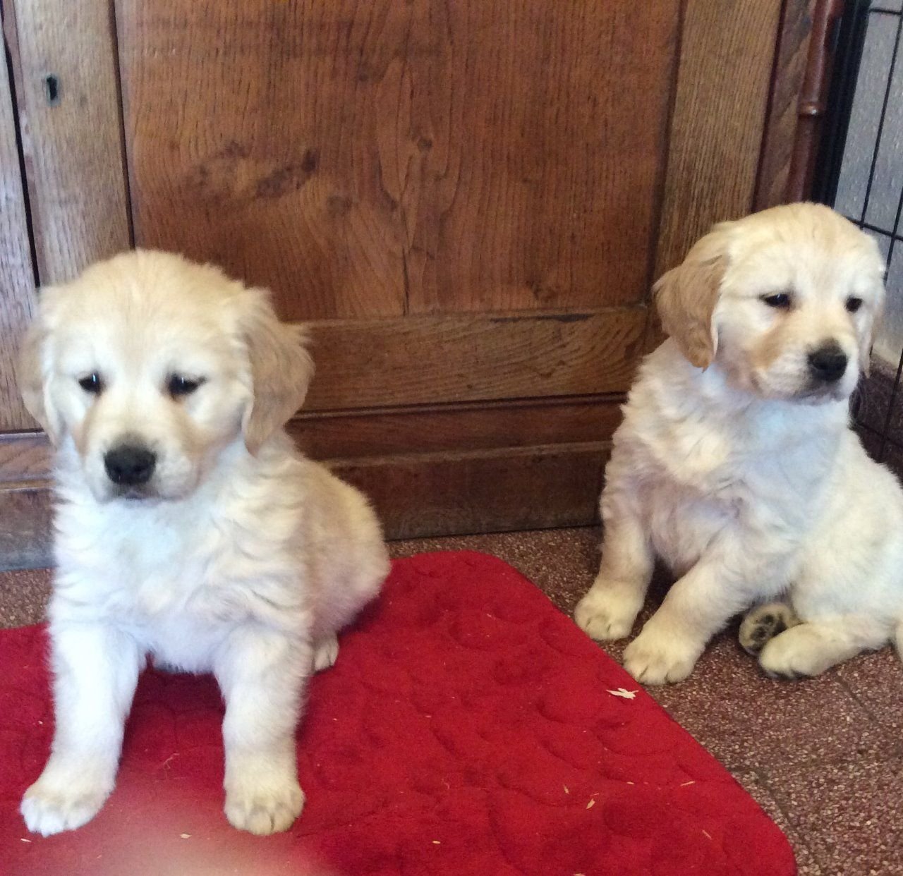 Mooie Golden Retriever-puppy's - nr. 1
