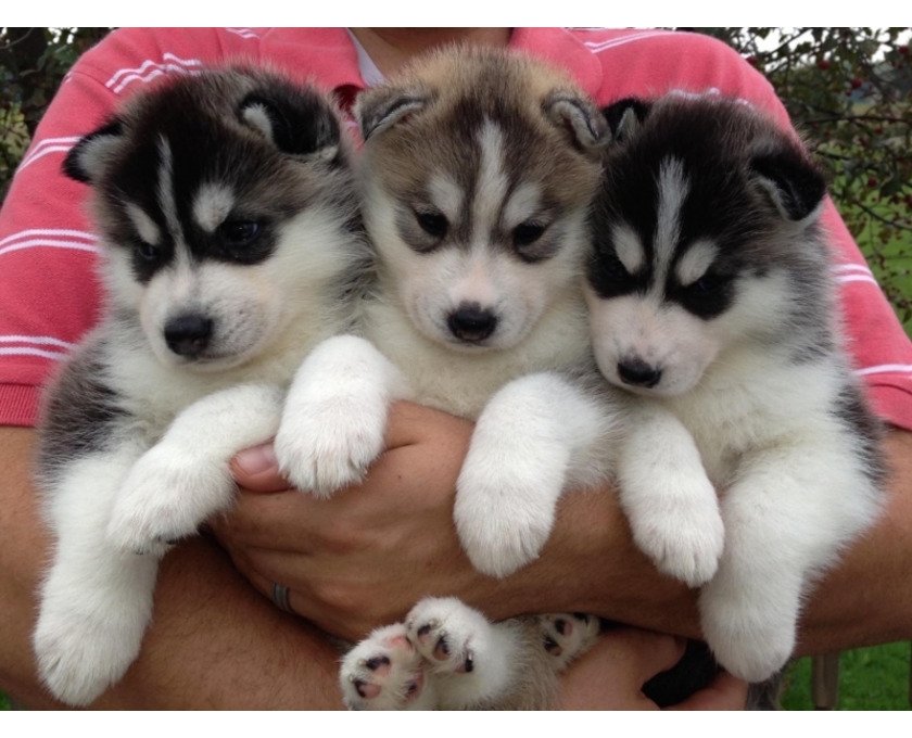 Leuke en schattige Siberische Husky-puppy's - nr. 1