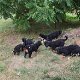 Prachtige Berner Sennenpuppies - 0 - Thumbnail