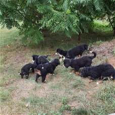 Prachtige Berner Sennenpuppies