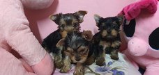 Schattige theekopje Yorkie Puppies te koop