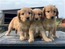 Goldendoodle pup