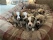 Pembrokeshire Corgi-puppy - 0 - Thumbnail